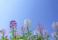 Colorful multicolored spider flowers group natural patterns blooming on bright blue sky background