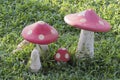 Colorful mushroom on lawn in the garden