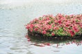 Colorful nature patterns of red or pink petunia flowers blooming in bamboo raft on water background Royalty Free Stock Photo