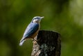 Colorful Nuthatch on Tree Stump Royalty Free Stock Photo