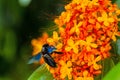 Close-up the colorful orange and yellow blooms of Saraca asoca Royalty Free Stock Photo