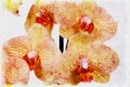 Close up colorful orchid flowers Royalty Free Stock Photo
