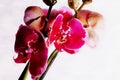 Close up colorful orchid flowers Royalty Free Stock Photo