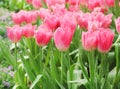 Colorful ornamental flowers pink tulip with water drops group natural patterns blooming in garden for background Royalty Free Stock Photo