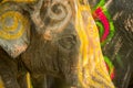 Close up of colorful painted elephant head Royalty Free Stock Photo