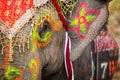 Close up of colorful painted elephant head Royalty Free Stock Photo