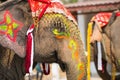 Close up of colorful painted elephant head Royalty Free Stock Photo