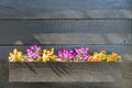 Close up of colorful pansy flower in planter box. Colorful flowers pansies on a wood background Royalty Free Stock Photo