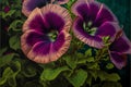 Close up of colorful pansy flowers. Floral background. Nature. Royalty Free Stock Photo