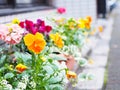 Colorful pansy flowers in pots Royalty Free Stock Photo