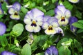 Colorful pansy viola flowers Royalty Free Stock Photo