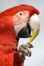 Close up of a colorful parrot eating. Royalty Free Stock Photo