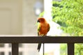 A colorful parrot perched on the fence Royalty Free Stock Photo