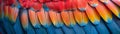 Close-up of a colorful parrots feathers