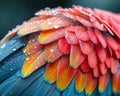 Close-up of a colorful parrots feathers