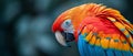 Close-up of a colorful parrots feathers