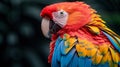 Close-up of a colorful parrots feathers