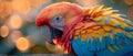 Close-up of a colorful parrots feathers