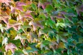 Close-up of colorful Parthenocissus tricuspidata `Veitchii` or boston ivy, grape ivy, Japanese ivy or Japanese creeper