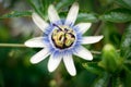 Close up of a colorful passionflower Royalty Free Stock Photo