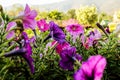 Close up Colorful petunia flowers