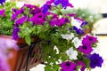 Close up of a colorful petunias plant