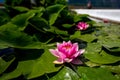 Close-up colorful photo of pink water lily