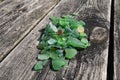 Close up colorful pices of sea glass on weathered wooden planks, collected from the beach