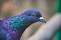 Close up colorful pigeon / dove on brown background