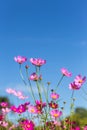 Close up colorful pink cosmos flowers blooming in the field with blue sky Royalty Free Stock Photo