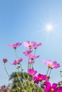 Close up colorful pink cosmos flowers blooming in the field with blue sky background Royalty Free Stock Photo