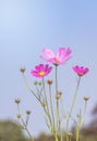 Close up colorful pink cosmos flowers blooming in the field on sunny day Royalty Free Stock Photo