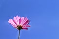 Colorful Pink Cosmos Flowers Blooming With Reflection From The Sun On Vivid Blue Sky Background