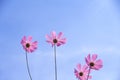 Colorful Pink Cosmos Flowers Blooming With Reflection From The Sun On Vivid Blue Sky And Light Clouds For Background