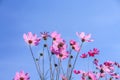 Colorful pink cosmos flowers bloomingon vivid blue sky background Royalty Free Stock Photo