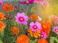 Close up colorful pink cosmos flowers and orange zinnia elegans flowers blooming in the field