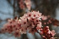 Close-up of Pink Myrobalan Plum Blossom