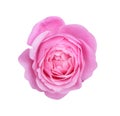Colorful pink or purple rose flowers blooming top view isolated on white background , beautiful natural patterns Royalty Free Stock Photo