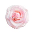 Colorful pink rose flowers blooming top view isolated on white background , beautiful natural patterns Royalty Free Stock Photo