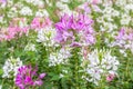 Close-up colorful pink spider flower Cleome Spinosa in natural