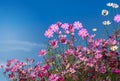 Close up colorful pink and white cosmos flowers blooming in the field with blue sky Royalty Free Stock Photo