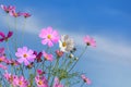 Colorful pink and white cosmos flowers blooming in the field with blue sky Royalty Free Stock Photo