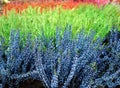Close up of colorful plants Calluna vulgaris, or Common Heater- It is a low-growing perennial shrub related genus Erica.