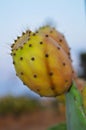 Close-up of a Colorful Prickly Pear Fruit, Nature, Macro Royalty Free Stock Photo