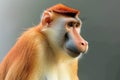 Proboscis Monkey Close-Up Portrait