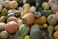 Close up of colorful pumpkins. Autumn harvest, Raw and fresh farm vegetables Royalty Free Stock Photo