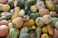Close up of colorful pumpkins. Autumn harvest, Raw and fresh farm vegetables Royalty Free Stock Photo