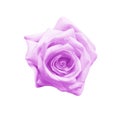 Colorful purple rose flowers blooming top view isolated on white background , beautiful natural patterns Royalty Free Stock Photo