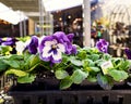 Close-up of colorful purple and white pansy plants with the blurry garden store in the background.