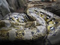 close up of a colorful python